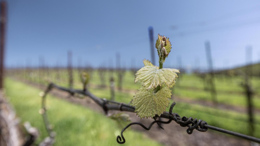 Bud Break at Jameson Canyon Vineyard