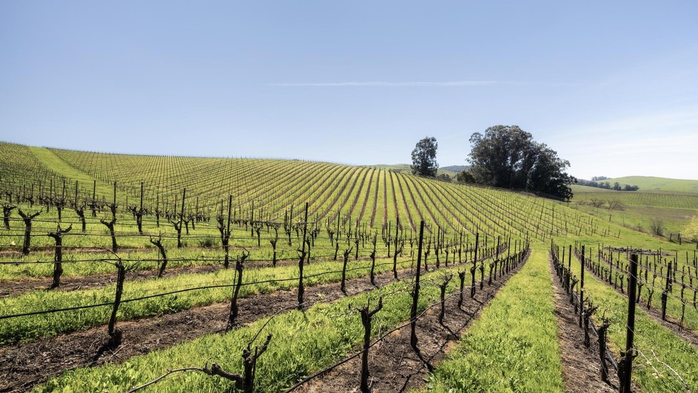 John Anthony Jameson Canyon Vineyard