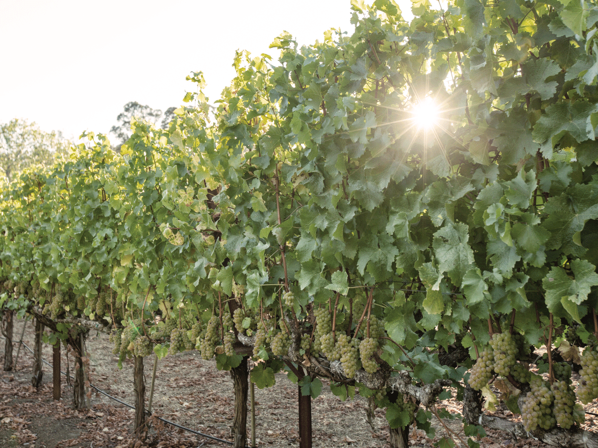 Scenic view of Carneros Gap Vineyard in Los Carneros, Napa Valley, with vibrant yellow mustard flowers blanketing the ground, adding a colorful contrast to the lush green vineyard rows.