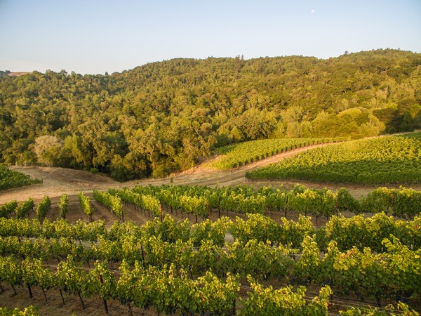 Scenic view of Twisted Oak Vineyard in the Oak Knoll District of Napa Valley, showcasing picturesque hillside terrain adorned with lush green vines, epitomizing the natural beauty and charm of this renowned wine-growing region.