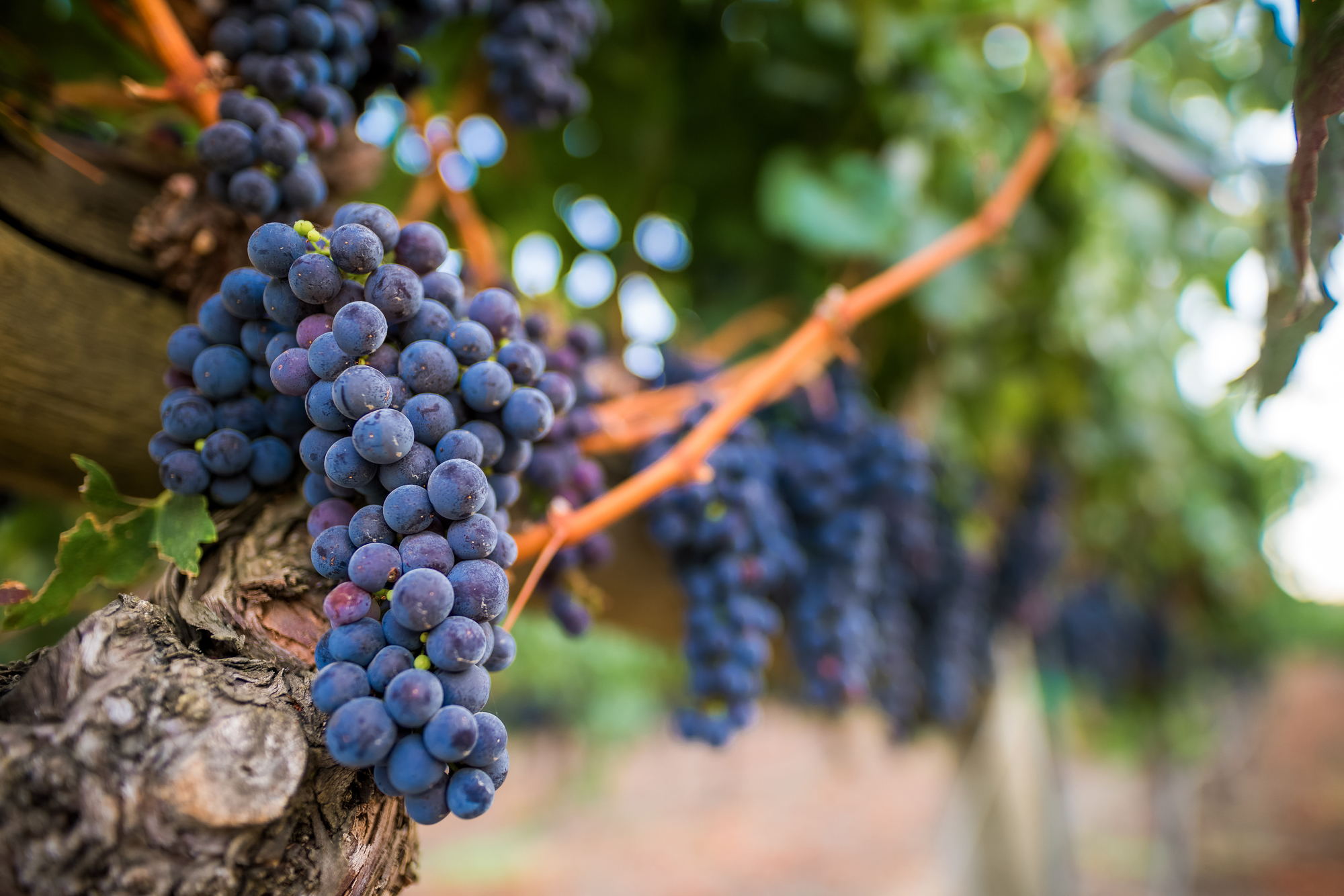 Scenic view of R/D Vineyard in the Oak Knoll District of Napa Valley, featuring picturesque rolling hills and lush green vineyards, embodying the idyllic charm and natural beauty of this renowned wine-growing region.