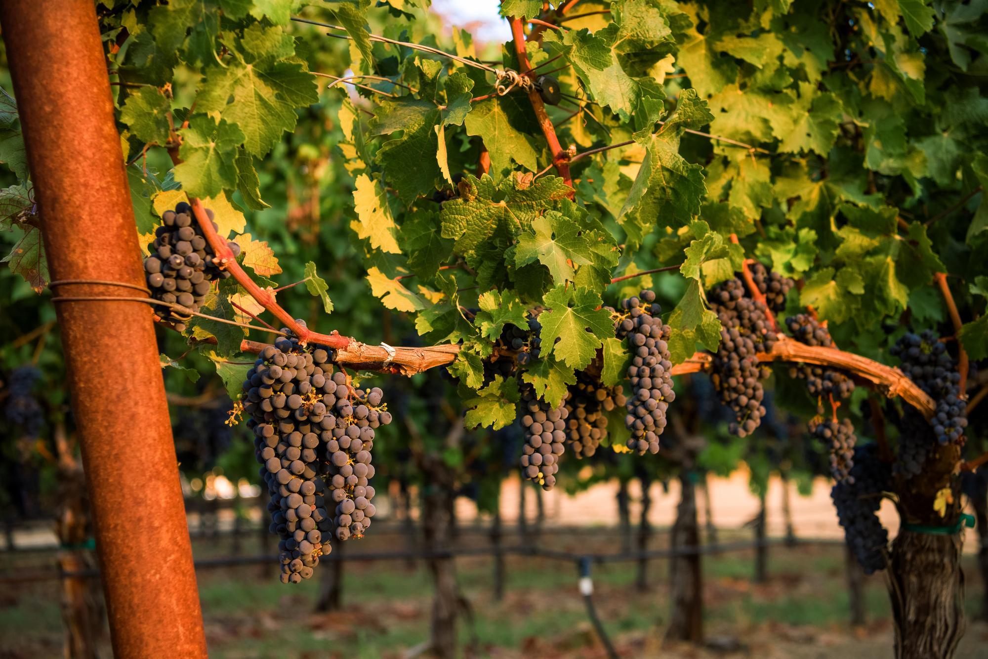 Scenic view of Calistoga Vineyard in the Calistoga AVA of Napa Valley, featuring rolling hills adorned with lush green vineyards, showcasing the beauty and tranquility of the renowned wine-growing region.
