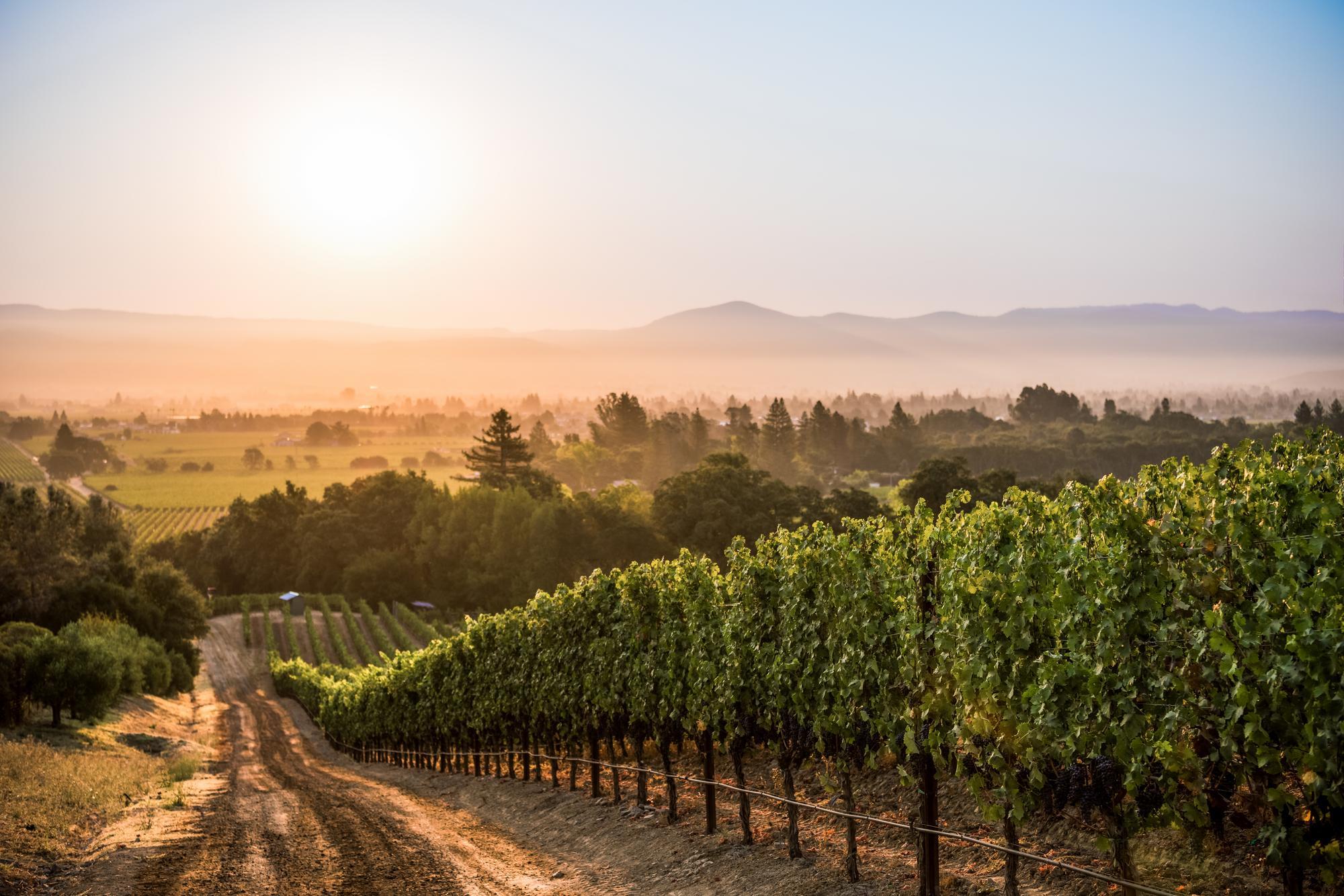 Scenic view of Twisted Oak Vineyard in the Oak Knoll District of Napa Valley, showcasing picturesque hillside terrain adorned with lush green vines, epitomizing the natural beauty and charm of this renowned wine-growing region.