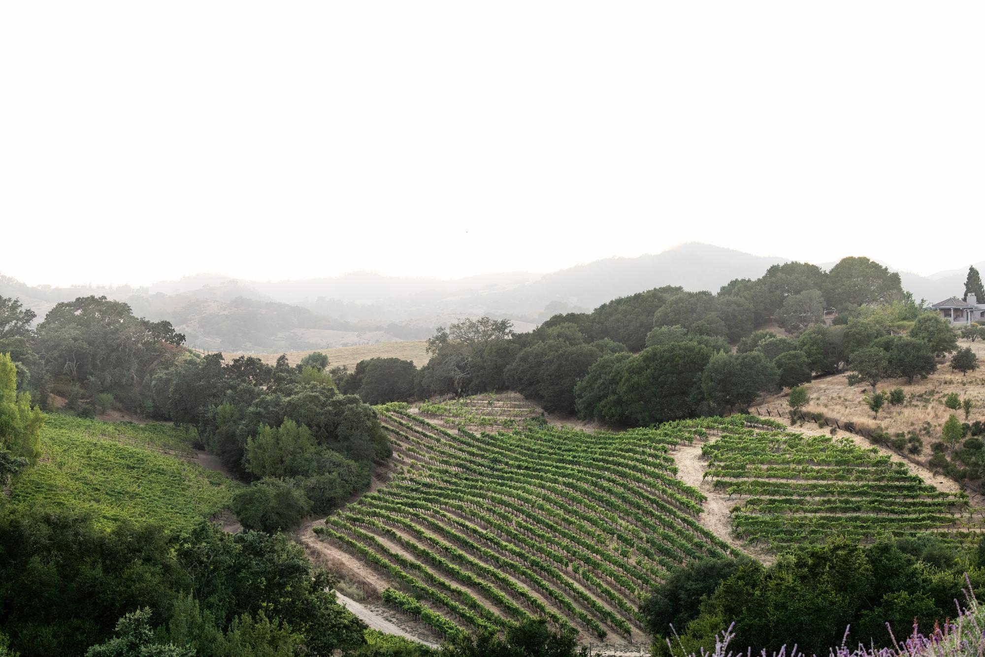 Scenic view of Carneros Gap Vineyard in Los Carneros, Napa Valley, with vibrant yellow mustard flowers blanketing the ground, adding a colorful contrast to the lush green vineyard rows.