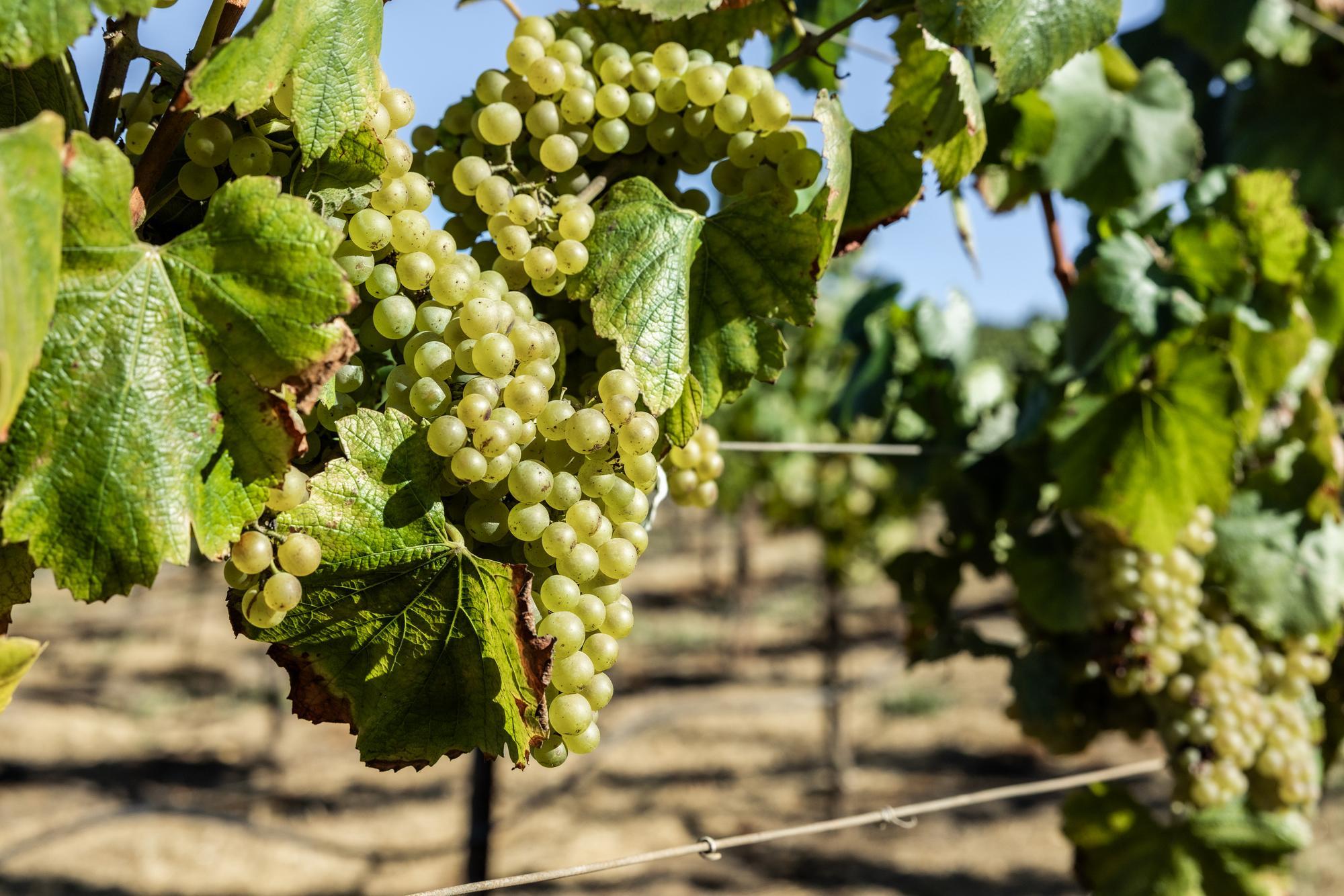 Scenic view of Jameson Canyon Vineyard in the southern Napa Valley, showcasing picturesque rolling hills and vineyard rows, capturing the beauty and serenity of this esteemed wine-growing region.