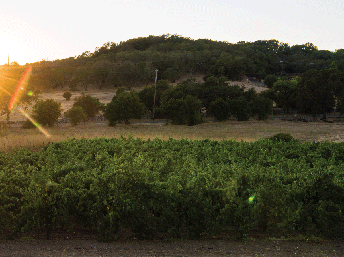Captivating view of GnR Vineyard in the Oak Knoll District of Napa Valley, showcasing rolling hills adorned with lush green vineyards, exemplifying the scenic beauty and serene ambiance of this esteemed wine-growing region.