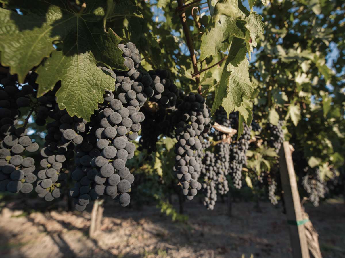 Scenic view of Calistoga Vineyard in the Calistoga AVA of Napa Valley, featuring rolling hills adorned with lush green vineyards, showcasing the beauty and tranquility of the renowned wine-growing region.