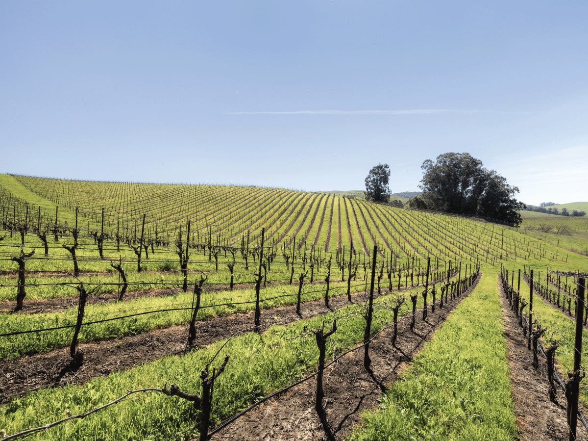 Scenic view of Jameson Canyon Vineyard in the southern Napa Valley, showcasing picturesque rolling hills and vineyard rows, capturing the beauty and serenity of this esteemed wine-growing region.
