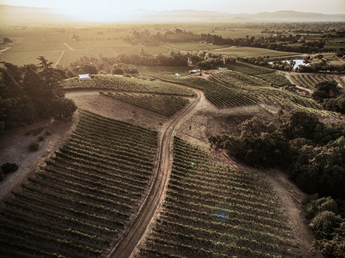 Scenic view of R/D Vineyard in the Oak Knoll District of Napa Valley, featuring picturesque rolling hills and lush green vineyards, embodying the idyllic charm and natural beauty of this renowned wine-growing region.