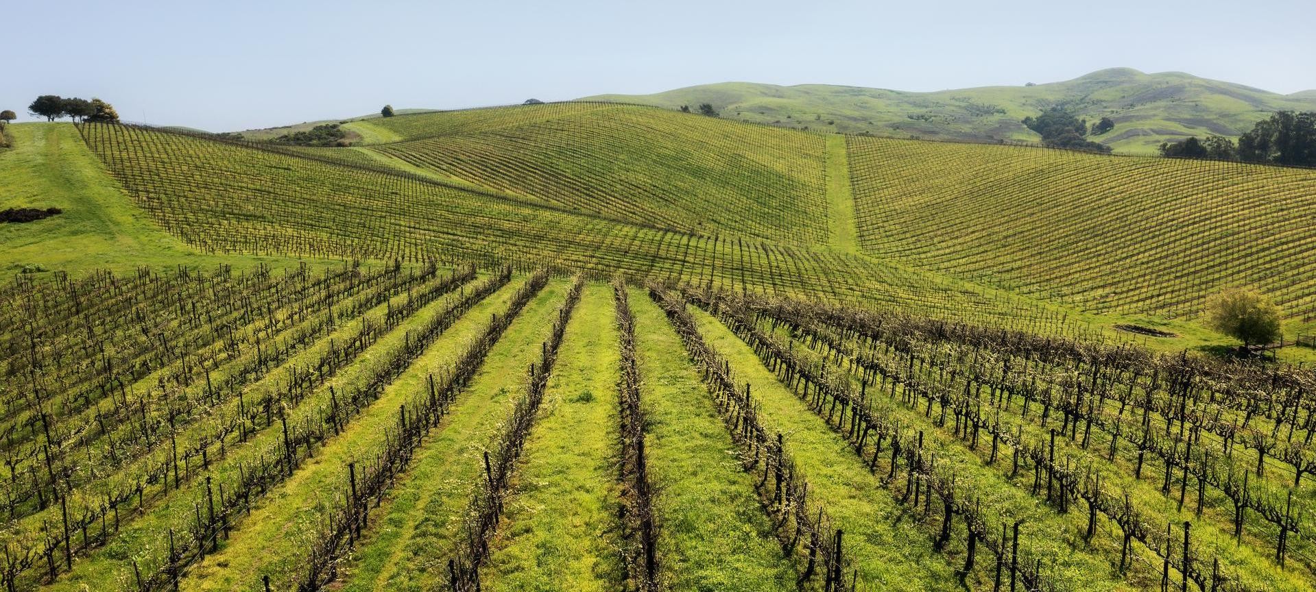 A wide-angle aerial view of a lush green vineyard stretching across rolling hills under a clear blue sky.