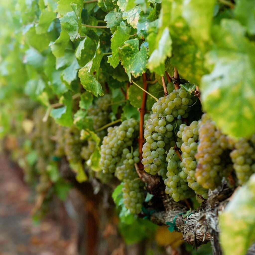 Close-up of heavy clusters of white grapes ripening on the vine.