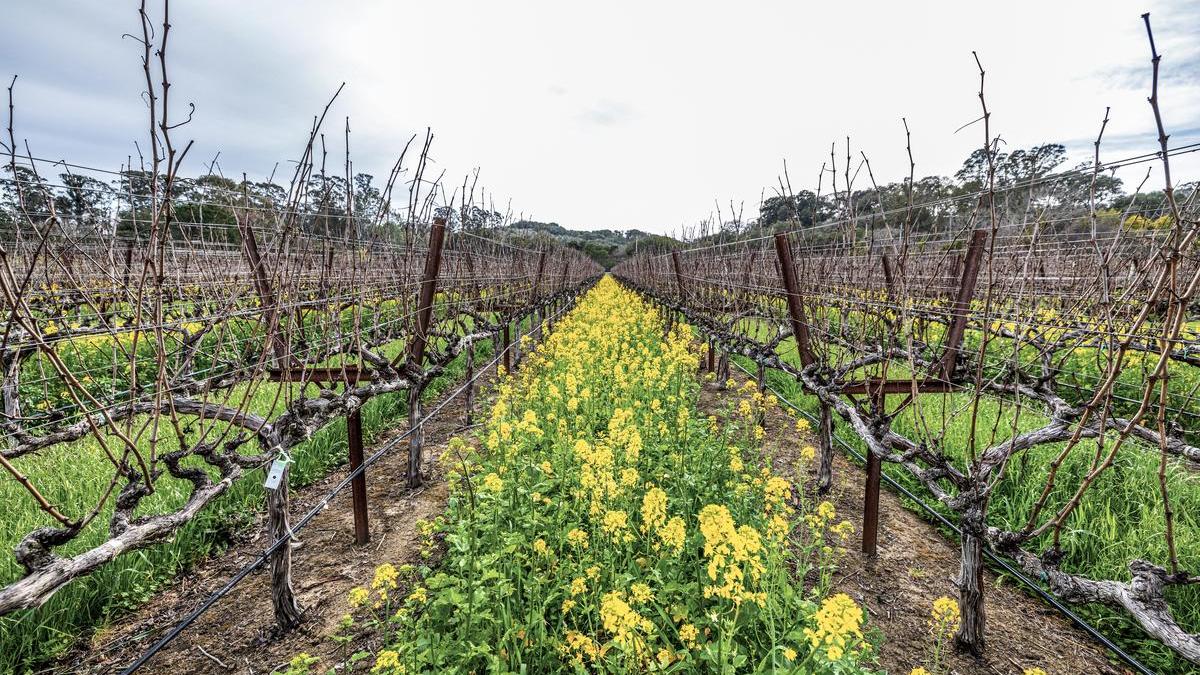 John Anthony Vineyard