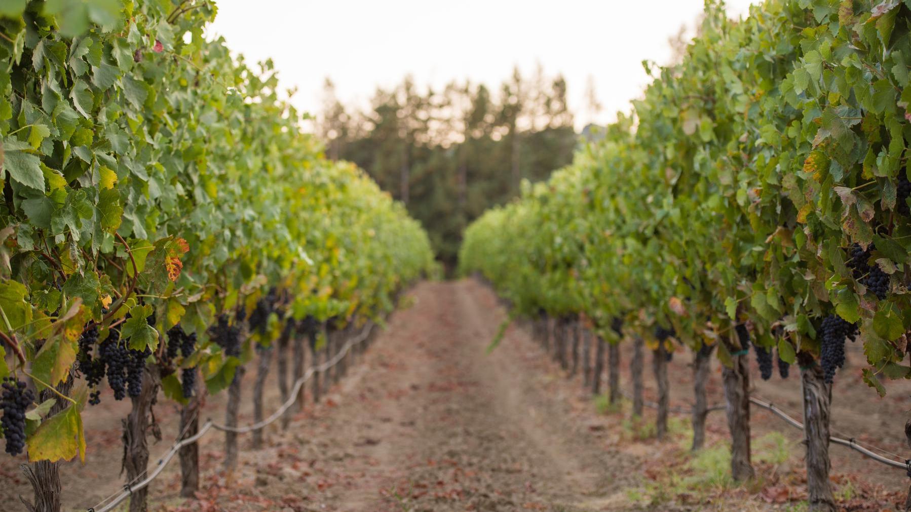 John Anthony Vineyard