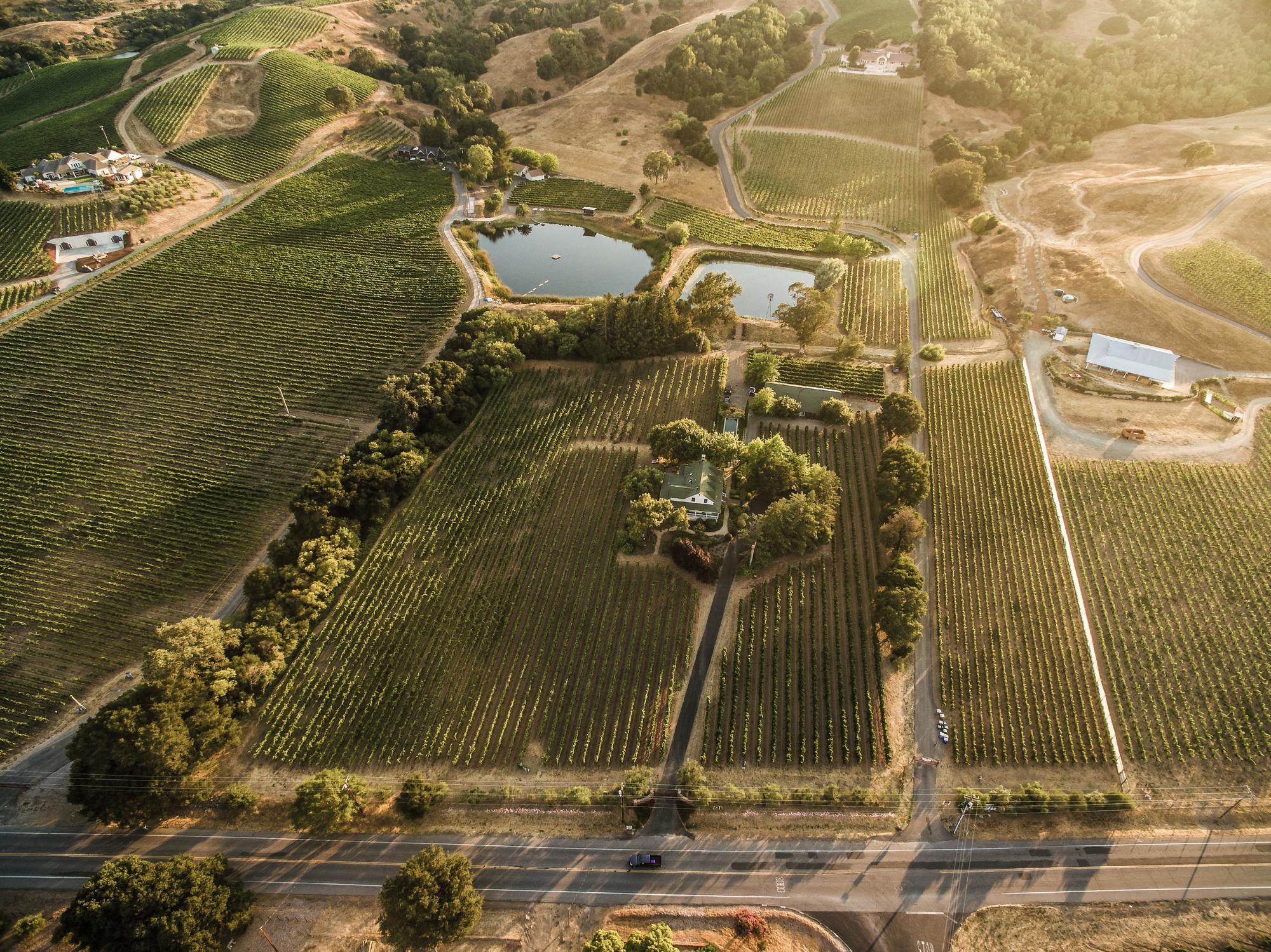 John Anthony Vineyards