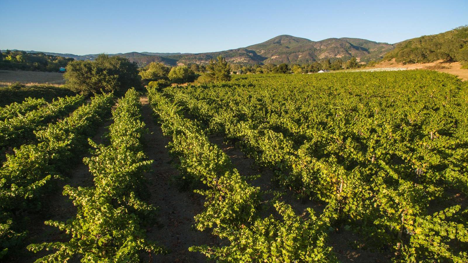John Anthony Vineyard