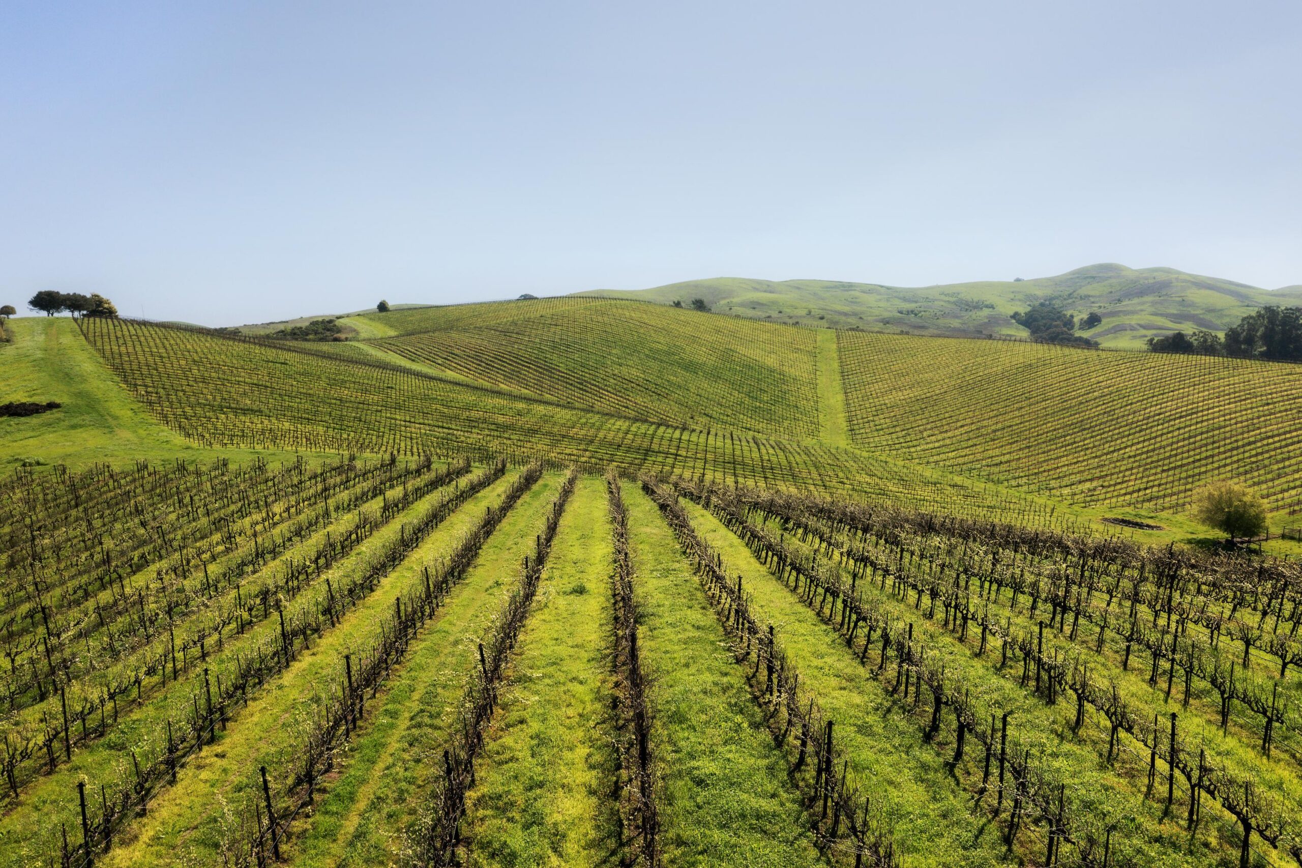 Jameson Canyon Vineyard