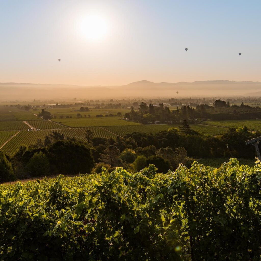 John Anthony Vineyard