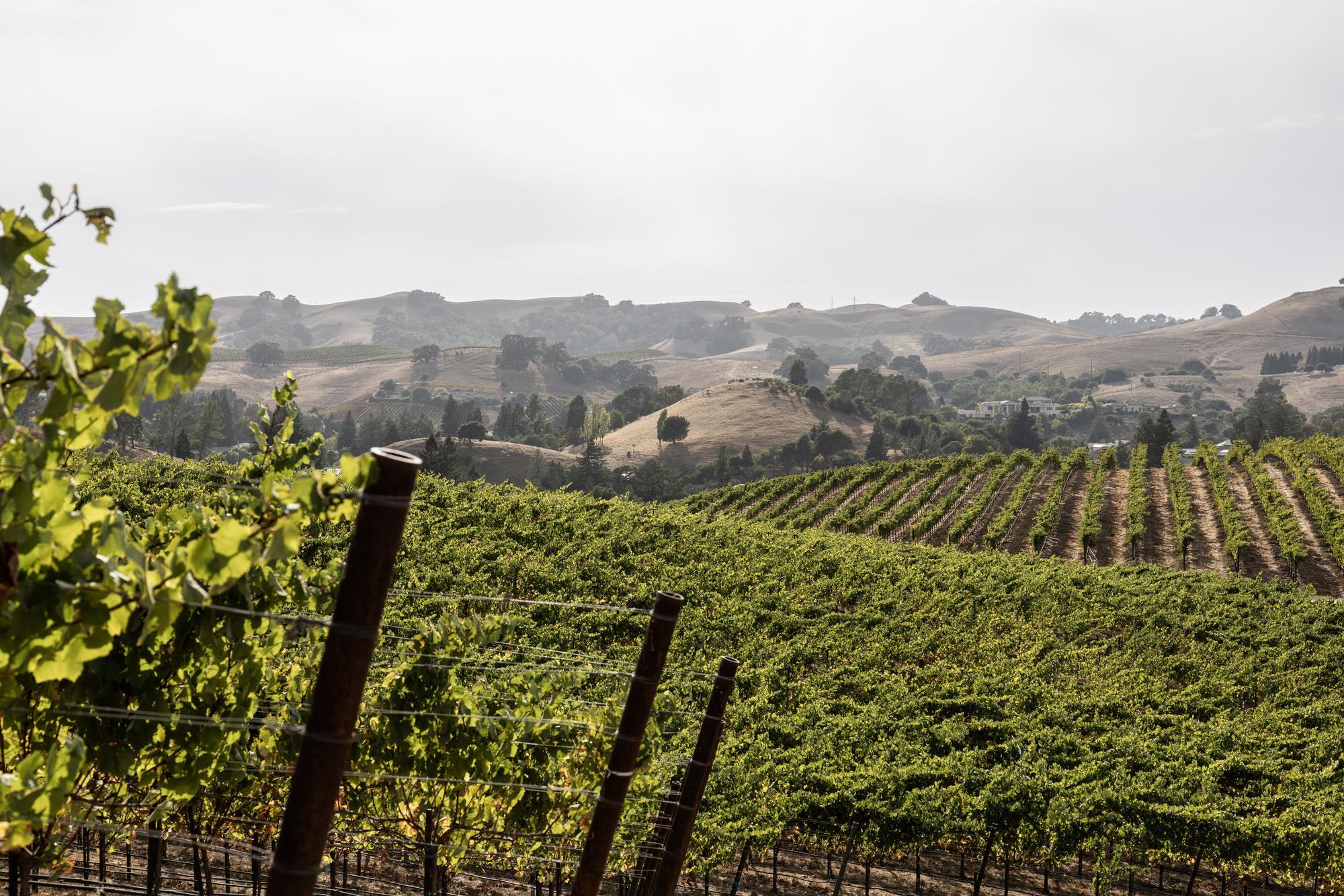 John Anthony Vineyards
