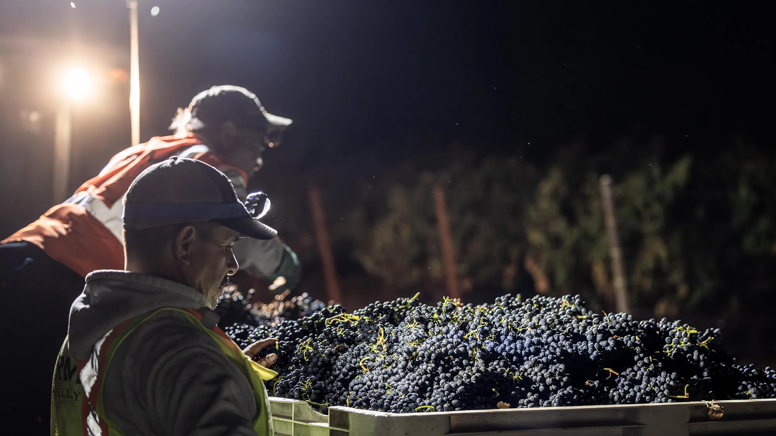 Harvest at John Anthony Vineyards