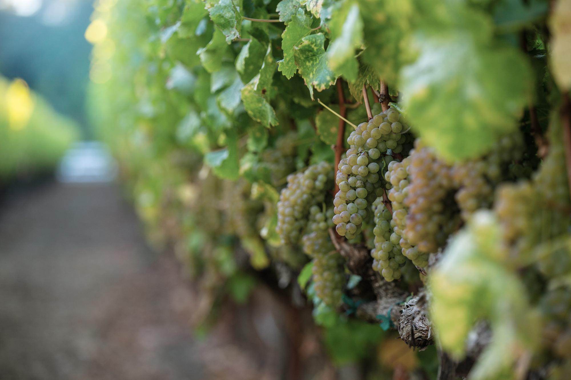 John Anthony Vineyards grapes