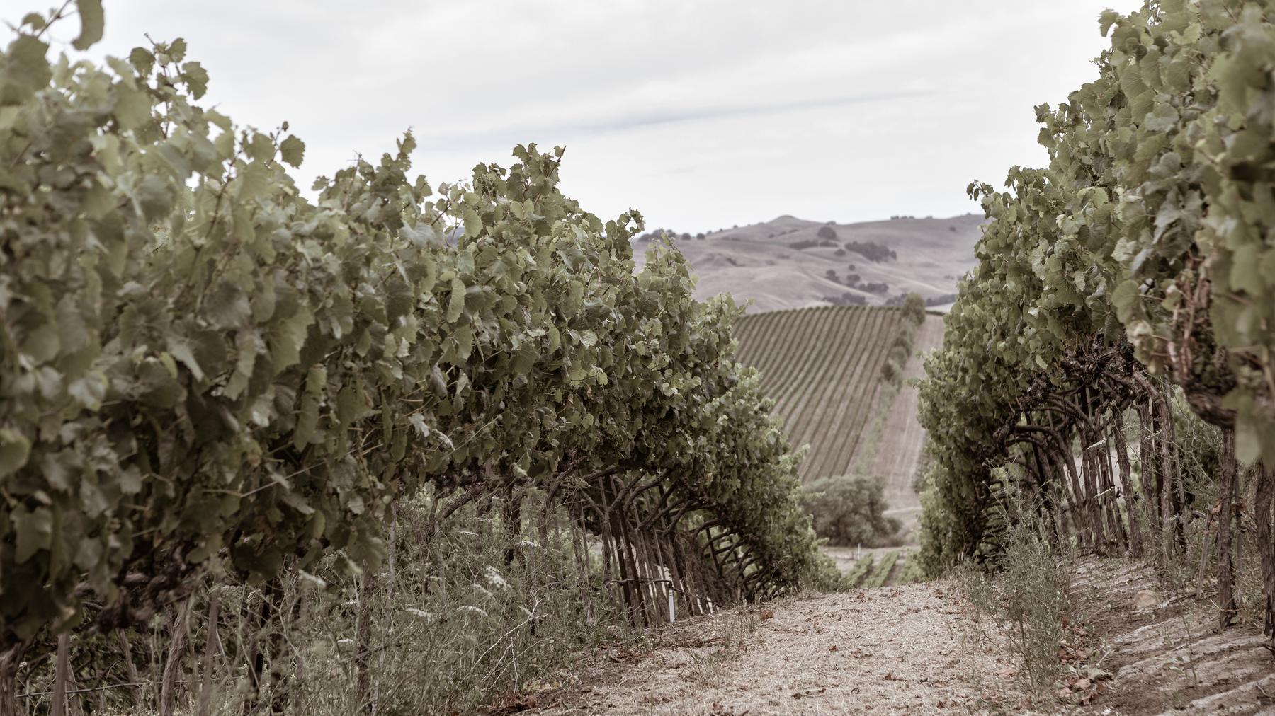 John Anthony Vineyard