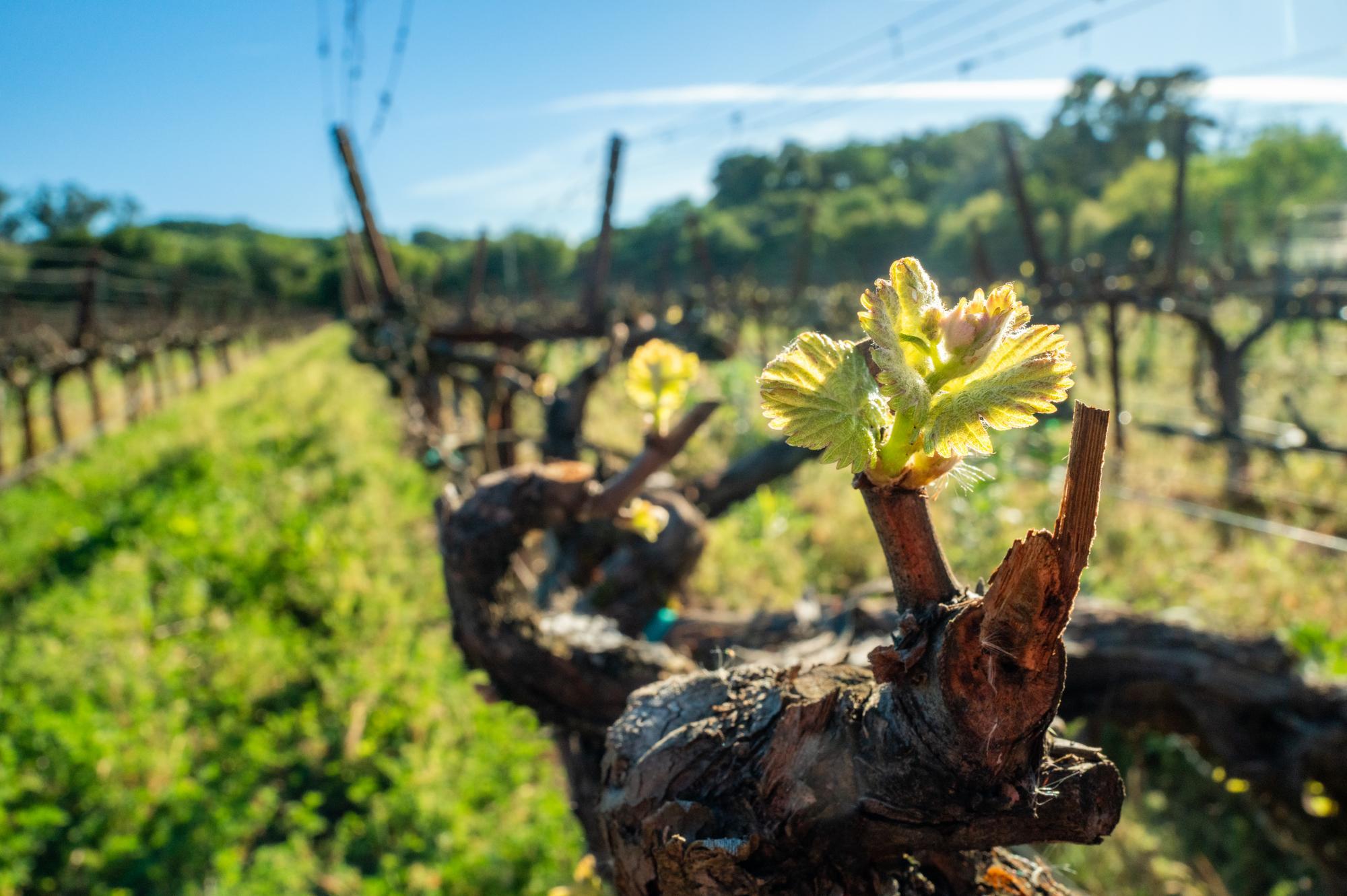 Vines at Church Vineyard